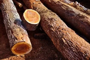 Qué otros usos se le pueden dar al chicozapote aparte de la madera y la medicina?