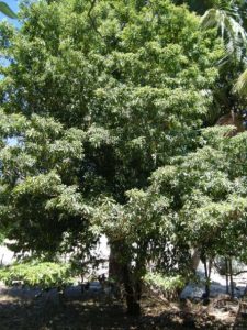 ¿Cuáles son las características del árbol chicozapote?