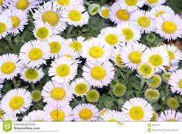 flores amarillas y blancas