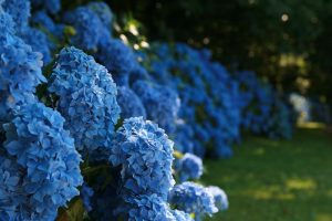  hortensias azules
