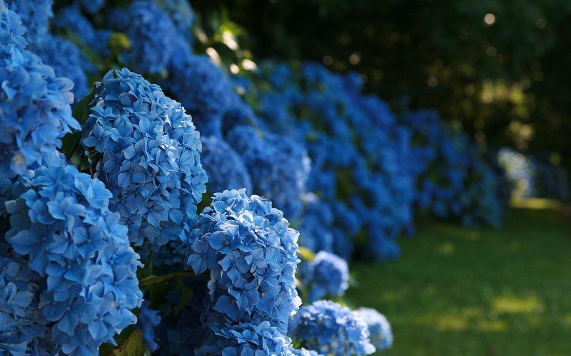 hortensias azules